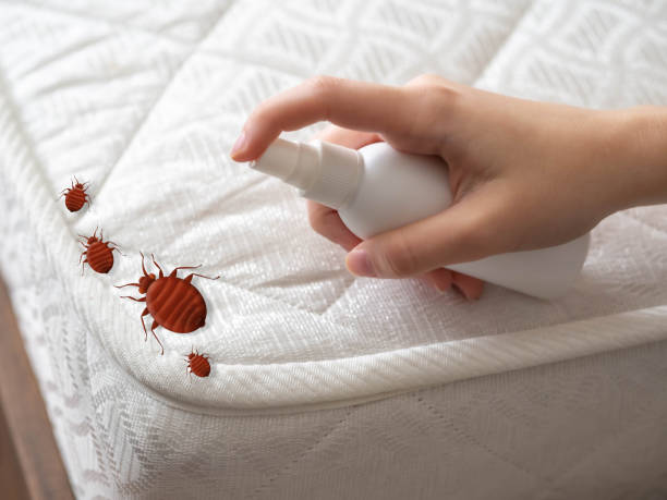 Best Emergency Pest Control  in Cedar Bluff, VA